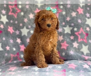 Cavapoo-Poodle (Miniature) Mix Puppy for sale in LAKELAND, FL, USA