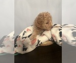 Small #4 Goldendoodle (Miniature)