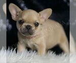 Puppy Pearl AKC French Bulldog