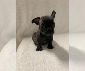French Bulldog Puppy for sale in CHARLESTON, SC, USA