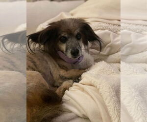 Hubbard - Male Papshund Dog for Adoption - Photo #4