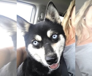 Alaskan Klee Kai Dog for Adoption in WILLIAMSBURG, Ohio USA