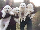 Puppy 3 Great Pyrenees