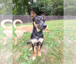 Cody a Daschshund-Corgi mix male - Male Dorgi Dog for Adoption - Photo #2