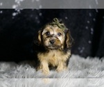 Puppy Mookie YorkiePoo