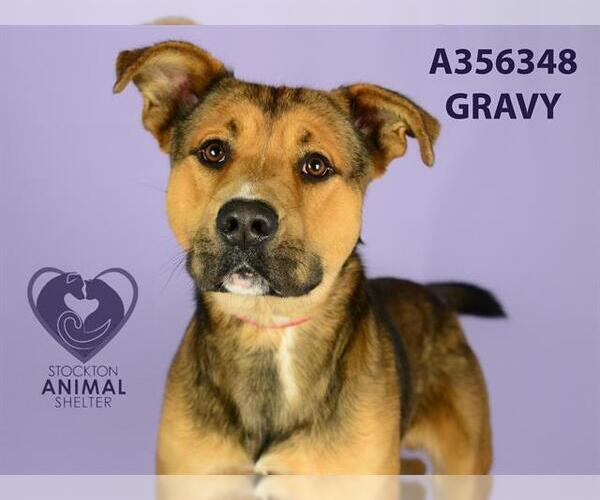 Medium Photo #2 German Shepherd Dog Puppy For Sale in Stockton, CA, USA