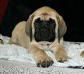 Small Photo #1 Mastiff Puppy For Sale in SUGARCREEK, OH, USA
