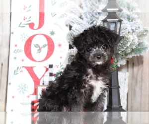 Havanese Puppy for sale in MOUNT VERNON, OH, USA