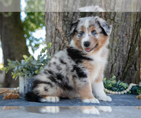 Medium Photo #3 Australian Shepherd Puppy For Sale in CHRISTIANA, PA, USA