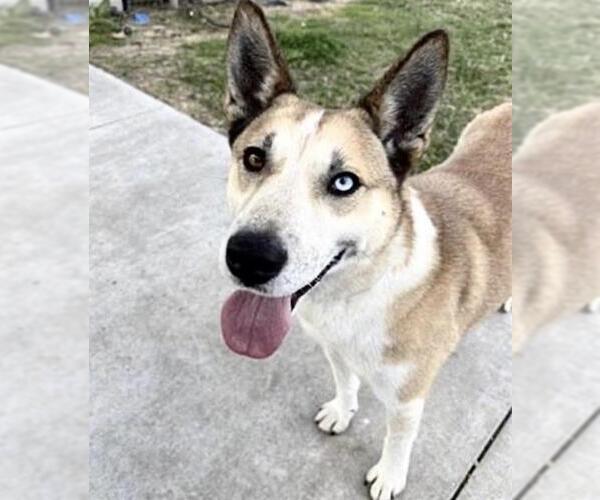 Medium Photo #2 Mutt Puppy For Sale in Houston, TX, USA