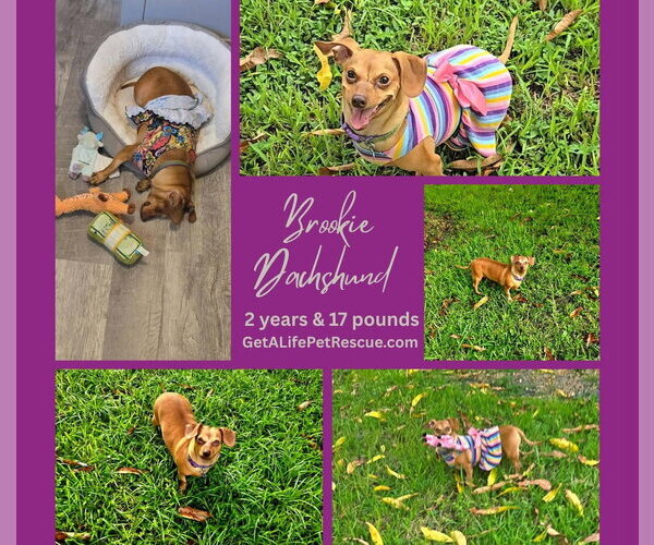 Medium Photo #17 Dachshund Puppy For Sale in Plantation, FL, USA