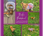 Small #16 Dachshund