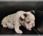 Small #3 English Bulldog