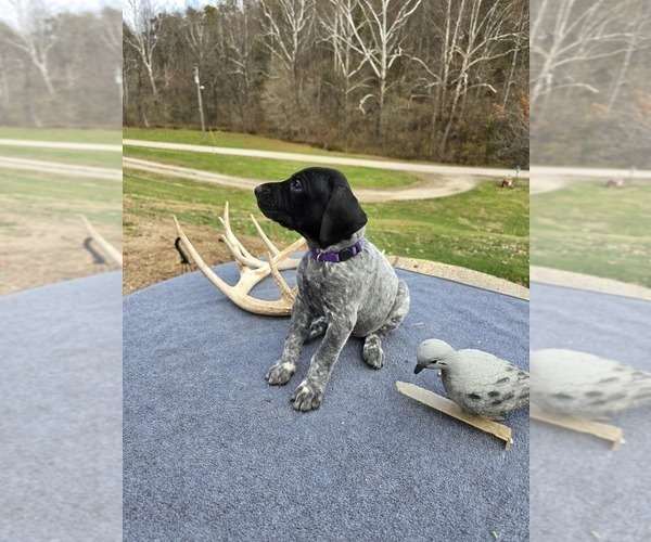 Medium Photo #3 German Shorthaired Pointer Puppy For Sale in GIVEN, WV, USA
