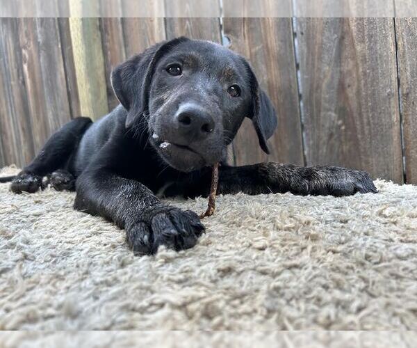 Medium Photo #2 Labrador Retriever-Unknown Mix Puppy For Sale in Clovis, CA, USA