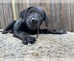 Small #1 Labrador Retriever Mix