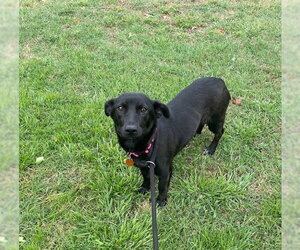 Dachshund-Unknown Mix Dogs for adoption in Oklahoma City, OK, USA