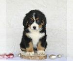 Small Photo #5 Bernese Mountain Dog Puppy For Sale in ATGLEN, PA, USA