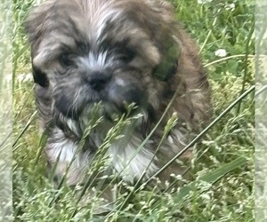 ShihPoo Puppy for sale in TRAVELERS REST, SC, USA