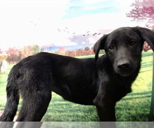 Labrador Retriever-Unknown Mix Dogs for adoption in Moreno Valley, CA, USA