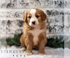 Bernese Mountain Dog-Cavalier King Charles Spaniel Mix Puppy for sale in RICHFIELD, PA, USA