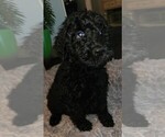 Small Photo #6 Labradoodle Puppy For Sale in RALEIGH, NC, USA