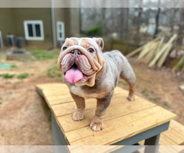 Medium Photo #1 English Bulldog Puppy For Sale in DULUTH, GA, USA