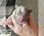 Puppy Puppy 2 Australian Shepherd