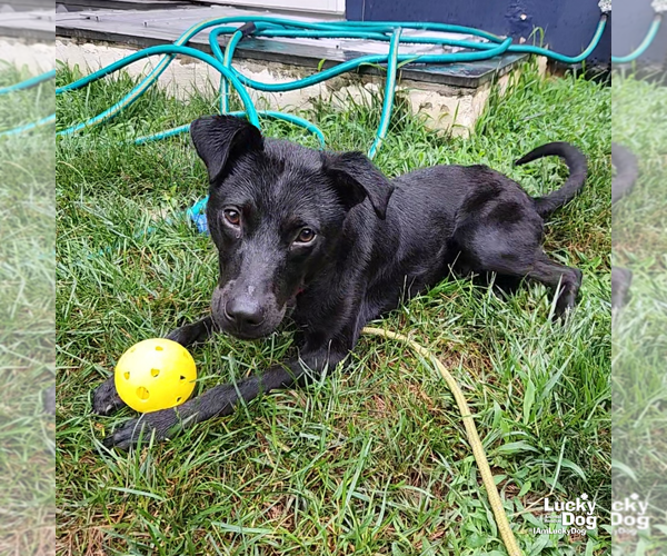 Medium Photo #3 Labrador Retriever-Unknown Mix Puppy For Sale in Washington, DC, USA