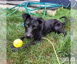 Small #2 Labrador Retriever Mix