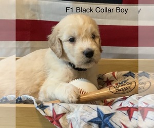 Goldendoodle Puppy for sale in GREENVILLE, KY, USA