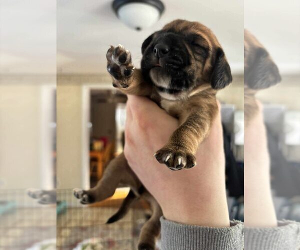 Medium Photo #4 Beagle-Unknown Mix Puppy For Sale in New York, NY, USA