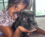Small #1 Cane Corso