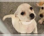 Small Chiweenie