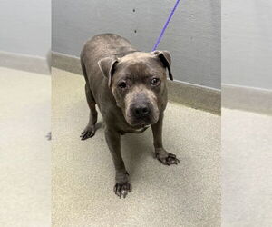 American Pit Bull Terrier-Unknown Mix Dogs for adoption in Las Vegas, NV, USA
