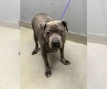 Small American Pit Bull Terrier Mix