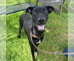 Labrador Retriever-Whippet Mix Dogs for adoption in Long Beach, CA, USA