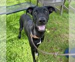Small Lab-Pointer