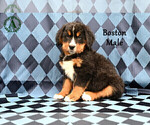 Small Photo #27 Bernese Mountain Dog Puppy For Sale in HARRISONBURG, VA, USA