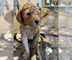 Goldendoodle (Miniature) Puppy for sale in EDINBURGH, IN, USA