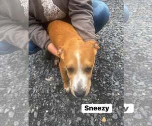Mutt Dogs for adoption in Hinton, WV, USA