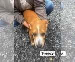 Sneezy (13wo, 20lbs) - Male Mutt Dog for Adoption - Small photo