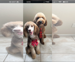 Small Photo #1 Goldendoodle Puppy For Sale in LITCHFIELD PARK, AZ, USA