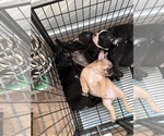 Small Photo #2 French Bulldog Puppy For Sale in NARANJA, FL, USA
