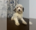 Small #21 Havanese