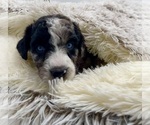 Small Photo #6 Aussiedoodle Puppy For Sale in ADAIRSVILLE, GA, USA