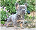 Small Photo #7 French Bulldog Puppy For Sale in LAS VEGAS, NV, USA