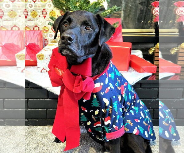 Medium Photo #3 Labrador Retriever-Unknown Mix Puppy For Sale in Germantown, OH, USA