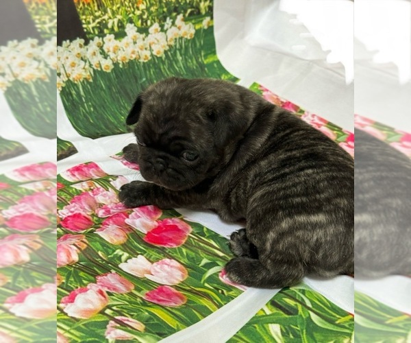 Medium Photo #15 Pug Puppy For Sale in BRIDGEPORT, CT, USA