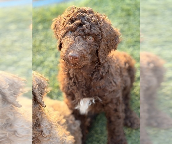 Medium Photo #3 Poodle (Standard) Puppy For Sale in APACHE JUNCTION, AZ, USA